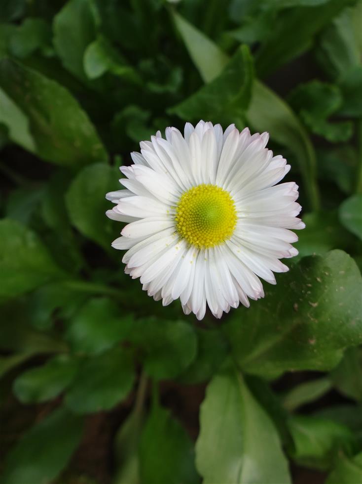 Bellis perennis